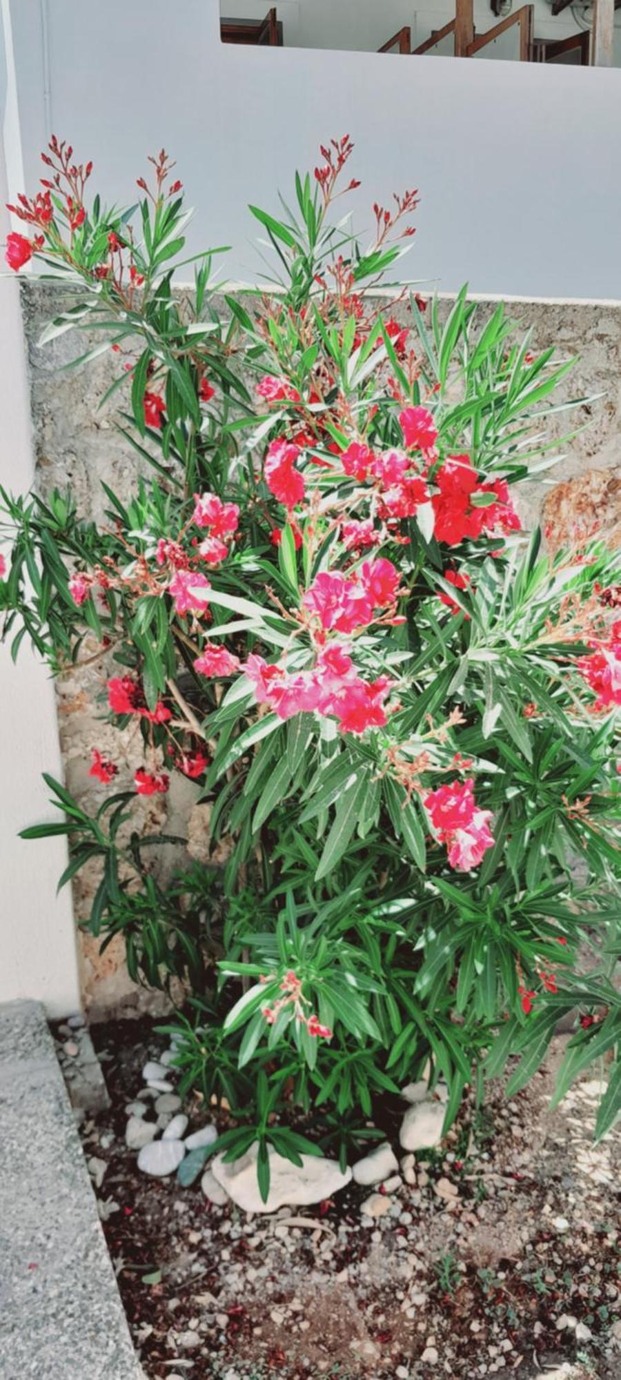 Sunblaze Studios1 Spetses Dış mekan fotoğraf